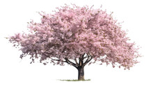 Cherry tree isolated transparent background png Generative IA