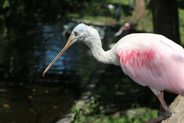 Poster - Roseate Spoonbill