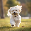 A small white Shih Tzu dog running in the grass Generative Ai