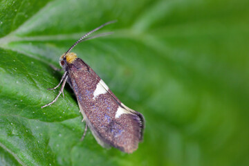 Wall Mural - Feathered leaf-cutter (Incurvaria masculella), moth of family Incurvariidae. Caterpillars are pests, parasites of many crop plants.