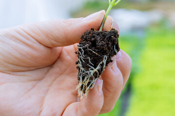 Wall Mural - Bell pepper seedlings with a well-developed root system. The root and stem of a pepper seedling in a farmer's hand.