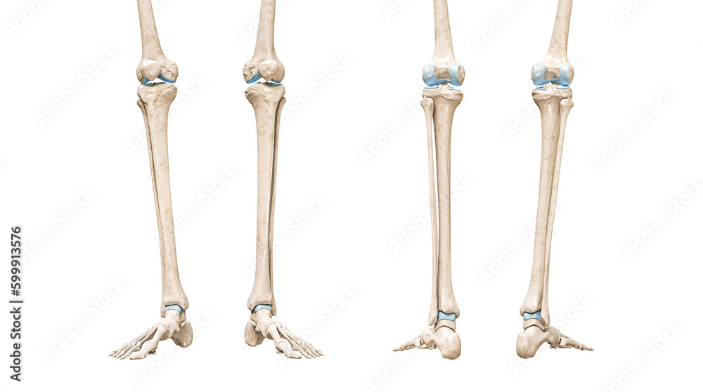 Tibia or shin bone front and rear views 3D rendering illustration isolated on white with copy space. Human skeleton and leg anatomy, medical diagram, osteology, skeletal system concepts.
