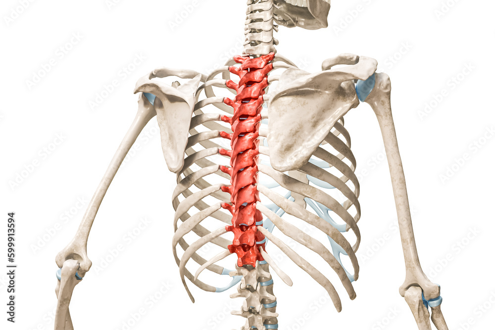 Thoracic vertebrae in red color 3D rendering illustration isolated on ...
