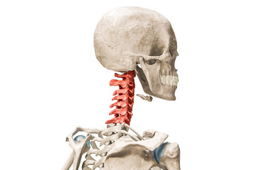 Cervical vertebrae in red color 3D rendering illustration isolated on white with copy space. Human skeleton and spine anatomy, medical diagram, osteology, skeletal system concepts.