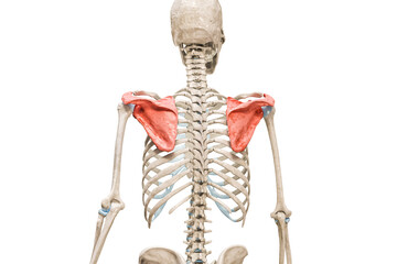 Wall Mural - scapula or shoulder blade bones in red color 3d rendering illustration isolated on white with copy s