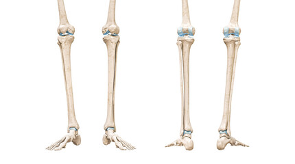Wall Mural - tibia or shin bone front and rear views 3d rendering illustration isolated on white with copy space.