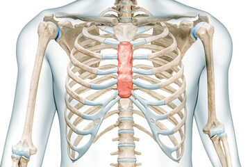 Wall Mural - body of the sternum bone in red color 3d rendering illustration isolated on white with copy space. h