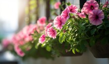  A Row Of Pink Petunias Hanging From A Window.  Generative Ai