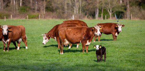 Poster - newborn calf in meadow with cows in the background on spring day in holland