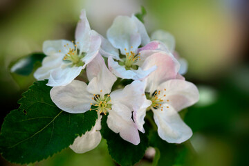 Poster - Spring blossom in the garden