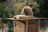 Fototapeta Zwierzęta - Japanese Macaque Grooming