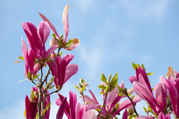 Poster - Magnolia in blossom with blue sky on background