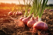 Onions In The Dirt Picked Fresh From The Farm (Generative AI)