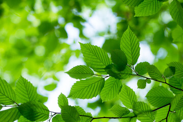 Sticker - green leaves background in sunny day