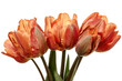 Bouquet of orange-red full parrot tulip isolated on a white background