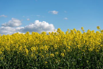 Rapeseed flowers create a bright yellow field against a blue sky with white fluffy clouds in the English countryside.