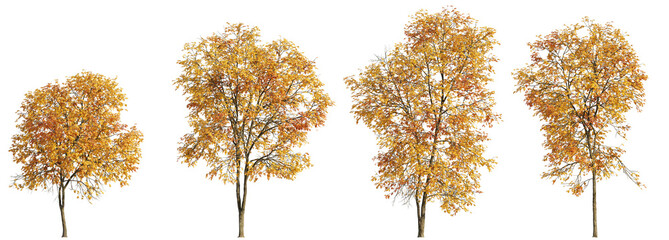 Wall Mural - Set of 4 autumn large and medium Ash Fraxinus trees isolated png on a transparent background perfectly cutout