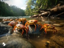Group Of Crab In Natural Habitat (generative AI)