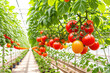 Ripe tomato plant growing in greenhouse. Generative ai.