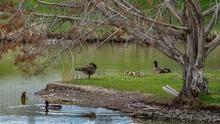 Canada Goose Family Resting By A Pond.