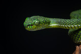 Fototapeta Zwierzęta - Portrait of a new species of green pit viper, Trimeresurus Calamitas native to nias Island of Indonesia with solid black background