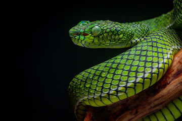 Wall Mural - Portrait of a new species of green pit viper, Trimeresurus Calamitas native to nias Island of Indonesia with solid black background