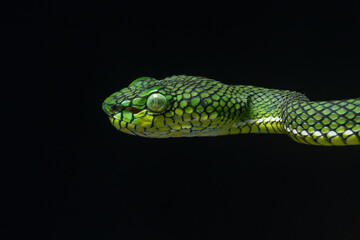 Wall Mural - Portrait of a new species of green pit viper, Trimeresurus Calamitas native to nias Island of Indonesia with solid black background