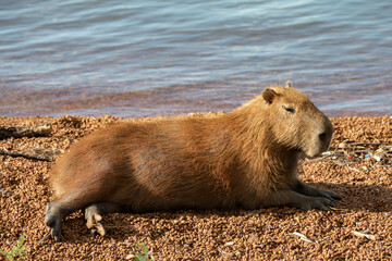 South American capybara rm closeup and selective focus