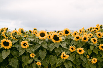 field of sunflowers