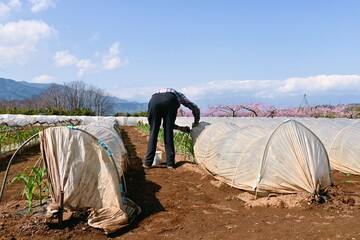 Canvas Print - Garlic cultivation in the vegetable garden. Amaryllidaceae perennial plants.Vegetables with a strong smell, tonic, and stamina-enhancing effects.