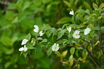 Canvas Print - Jetbead ( Rhodotypos scandens ) flowers.
Rosaceae deciduous shrub. White four-petaled flowers bloom from April to May.