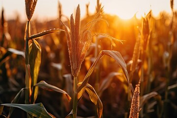 Sticker - golden sunset over a vast cornfield Generative AI