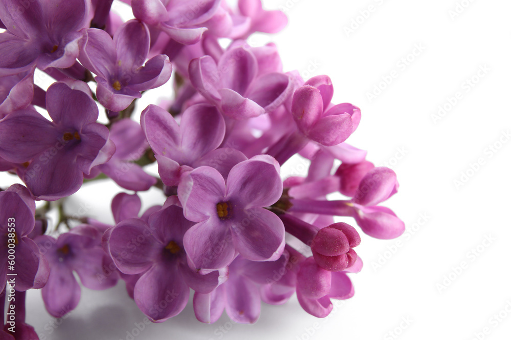 Blooming lilac flowers on white background