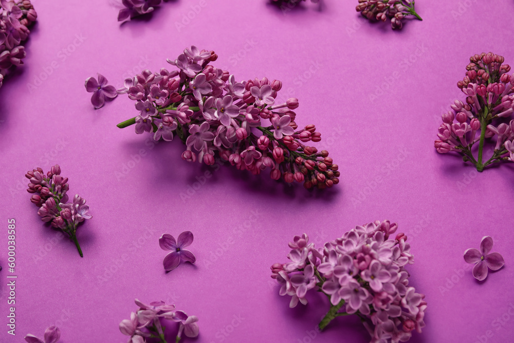 Blooming lilac flowers on purple background
