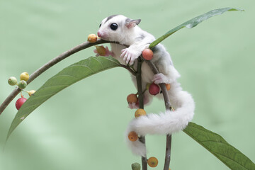 Wall Mural - A young sugar gliders are eating strawberries that have fallen to the ground. This mammal has the scientific name Petaurus breviceps.