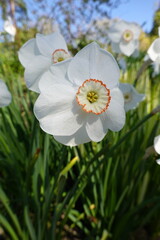 Wall Mural - Poet's Daffodil  Actaea is a true heirloom that's perfect for naturalizing. Flowers are pure white with a yellow cup edged in red.