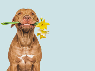 Wall Mural - Cute brown puppy and bright flowers. Closeup, indoors. Studio shot. Congratulations for family, relatives, loved ones, friends and colleagues. Pets care concept