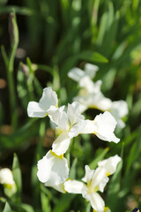 Wall Mural - White iris flowerhead (Close up macro photograph on a sunny outdoor)