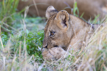 Wall Mural - Lion cub in pride resting after feeding in natural African habitat