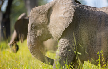 Wall Mural - Elephant herd grazing on grassland in South Luangwa national park, Zambia