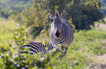 Wall Mural - Close up of wild zebra with foal in natural African habitat 