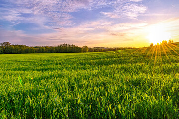 Poster - Green spring sown field and sunset sky