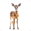 © HandmadePictures - Baby Deer isolated on white (generative AI)