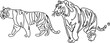 A drawing of two tiger and a tiger.