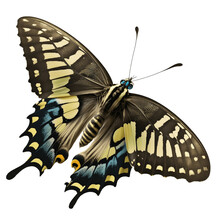 Colorful Swallowtail Butterfly On Transparent Background