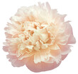 Pink-yellow  peony flower on isolated background with clipping path. Closeup. For design.  Transparent background.   Nature.