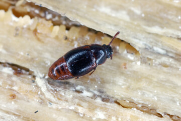 Wall Mural - Rove beetle, Acrulia inflata form family Staphylinidae. Insect under the bark of a tree.