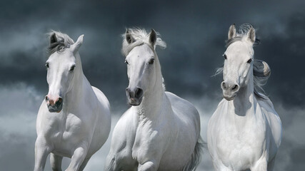 Wall Mural - White horse herd against the backdrop of a thunderstorm