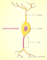 A bipolar neuron, or bipolar cell, is a type of neuron that has two extensions (one axon and one dendrite). Many bipolar cells are specialized sensory neurons for the transmission of sense