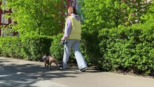 Young Adult Woman In Casual Clothing Walking The Small Dog At City Park Sunny Day. Charming Female Citizen Strolling Walkway With Pet On Leash, Drinks Takeaway Hot Beverage. Full Length Moving Shot